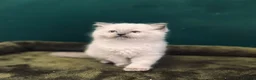 Ragdoll cats for sale: 3 beautiful Lilac point Ragdoll Kittens in Fleetwood - Advert 2