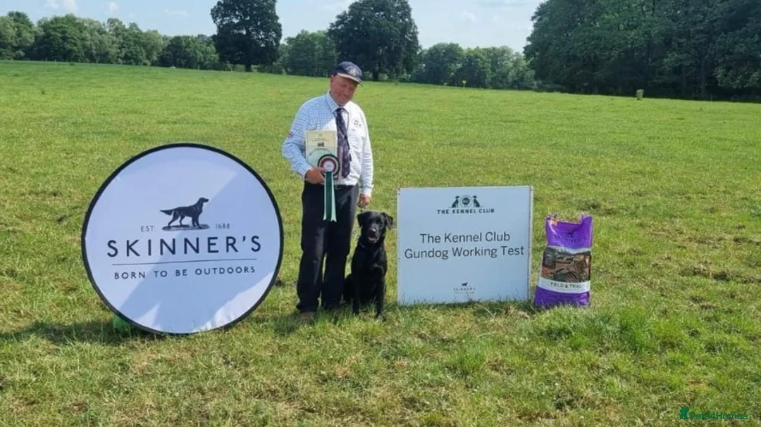 Labrador Retriever dogs for sale: FtCh Fendawood Pioneer x Inka Squamscott (Imp US) - Advert 2