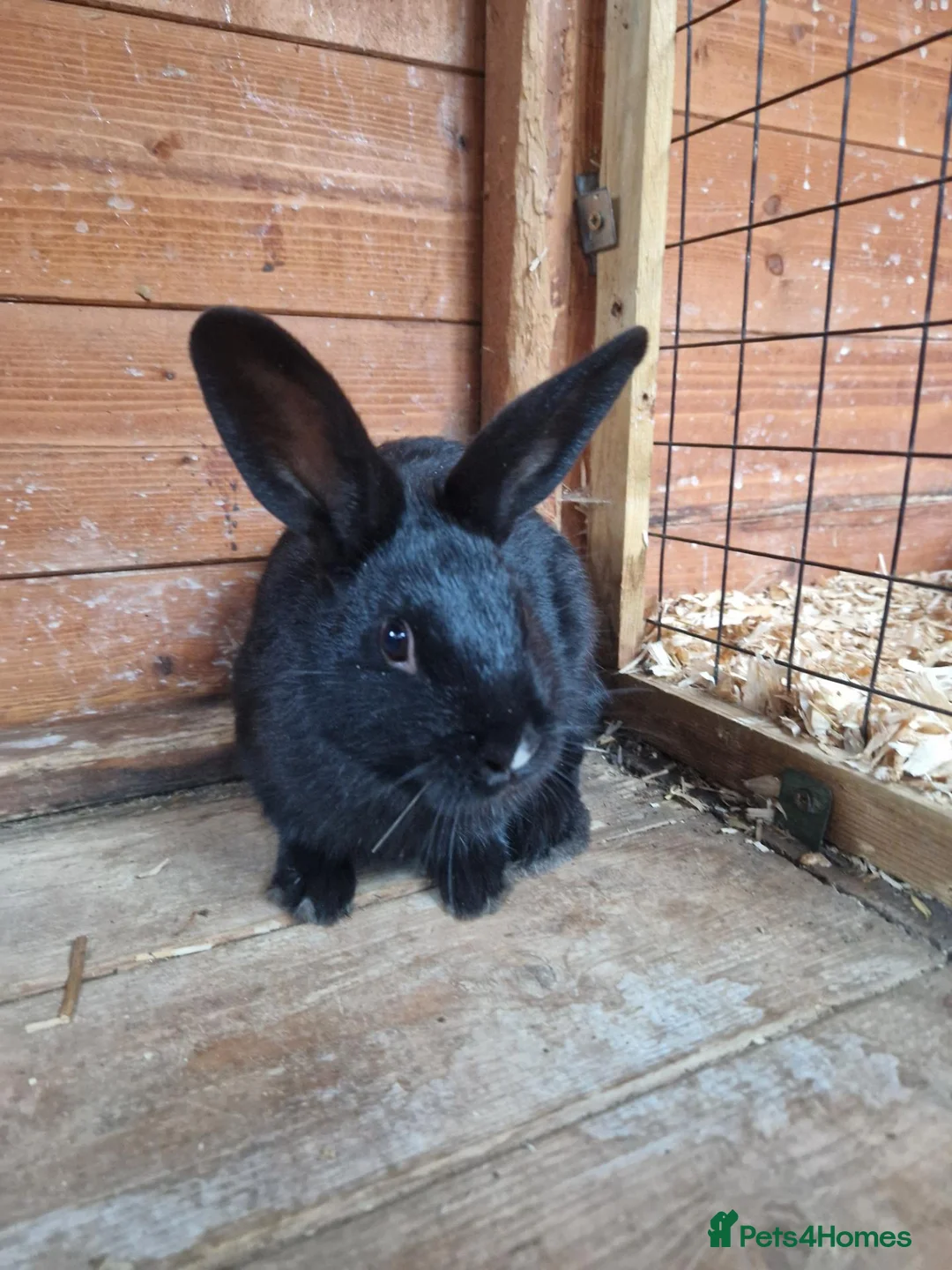 Mixed Breed rabbits for sale: 2 friendly boy rabbits  - Advert 2