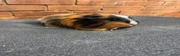 Guinea Pig rodents for sale: Stunning Tri Coloured Male Guinea Pig  - Advert 1