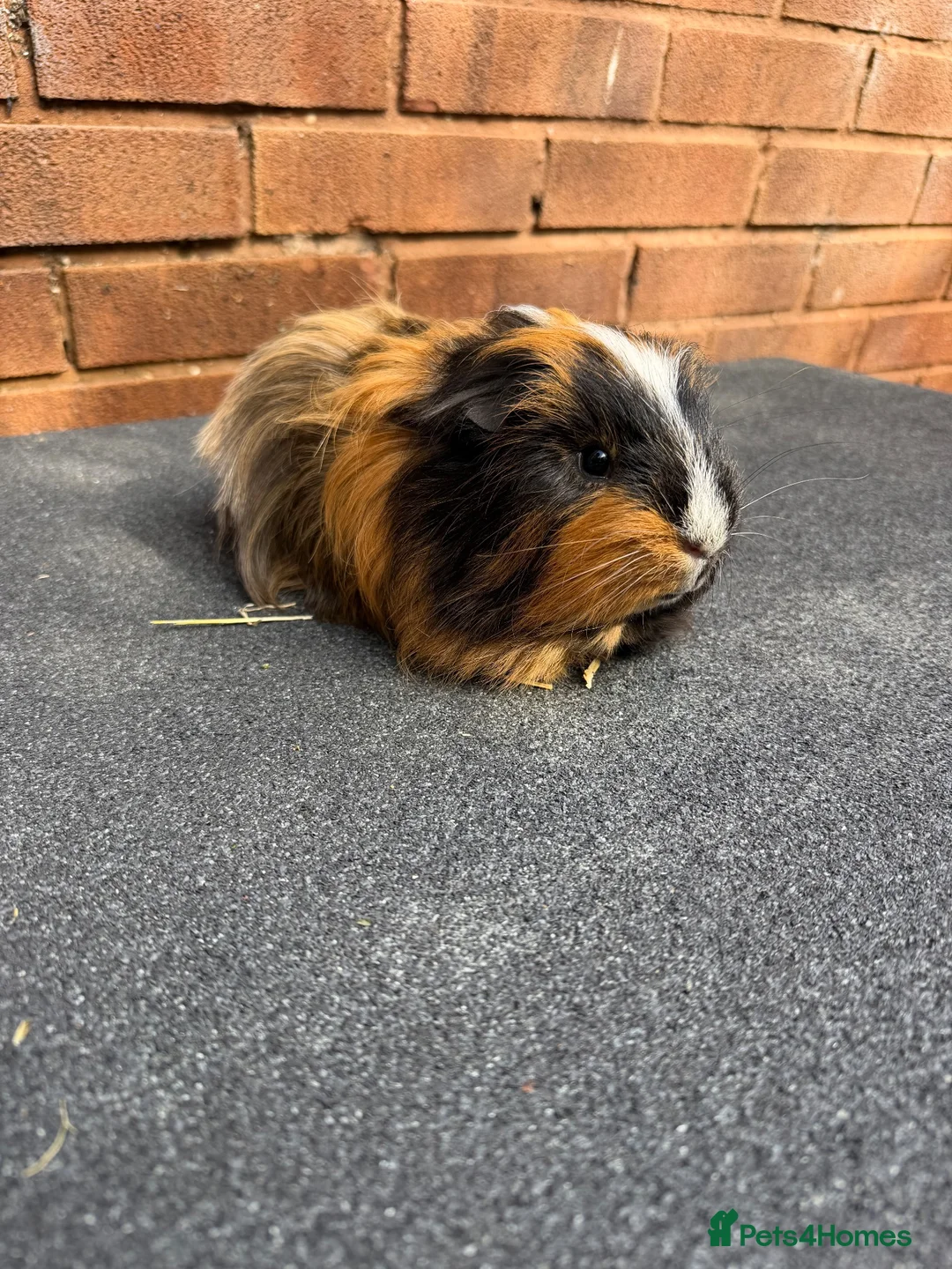 Guinea Pig rodents for sale: Stunning Tri Coloured Male Guinea Pig  - Advert 1