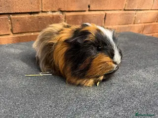Guinea Pig rodents Stunning Tri Coloured Male Guinea Pig - Advert 1