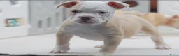 Olde English Bulldogge dogs for sale: 24 years 5⭐️Licensed & Registered, uk No 1  - Advert 35