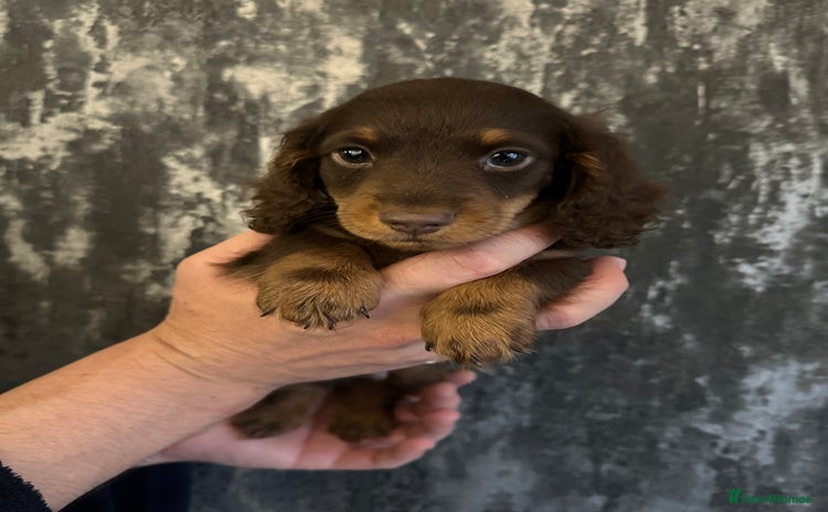 Miniature Dachshund dogs - Advert 3