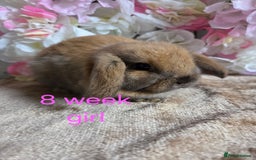Mini Lop rabbits for sale: 💙🩷 young friendly pure bred mini lops🩷💙 - Image 7