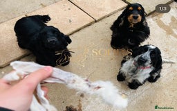 Cocker Spaniel dogs for sale: Retirement home  - Image 11