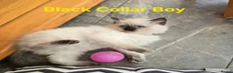Ragdoll cats for sale: Adorable Ragdoll kittens looking for loving homes! - Advert 8