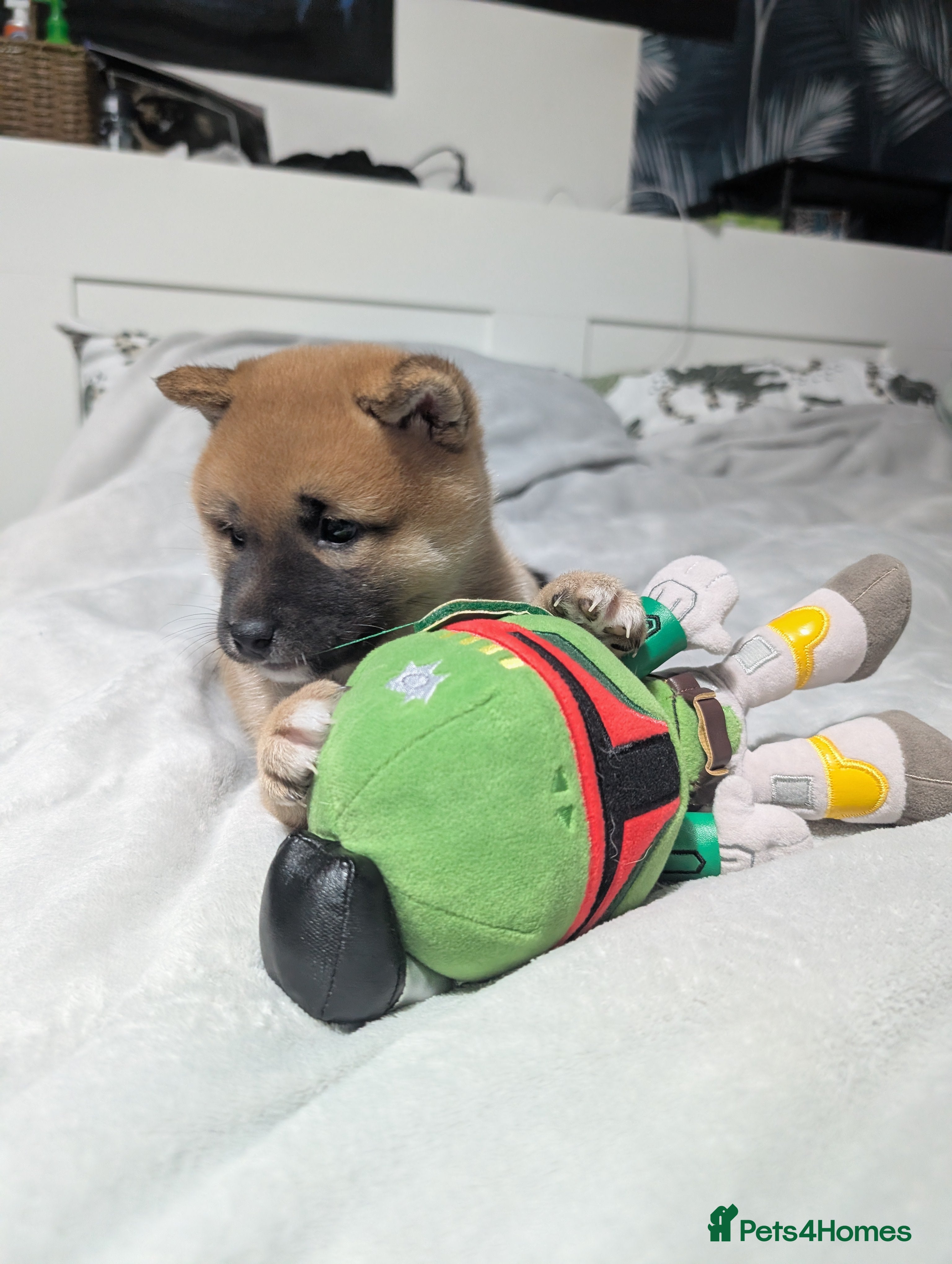 Japanese Shiba Inu dogs Lovely Shiba Inu Puppies, Last One Left - Advert 2