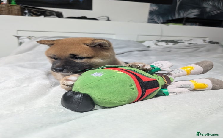 Japanese Shiba Inu dogs Lovely Shiba Inu Puppies, Last One Left - Advert 12