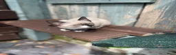 Mixed Breed cats for sale: Ghost & Pandora looking for forever homes - Advert 4
