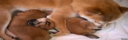 Japanese Shiba Inu dogs for sale: Outstanding quality two girls available. - Advert 2