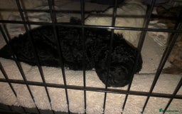 Cockapoo dogs for sale: Cockerpoo f1b puppies for sale  - Image 7