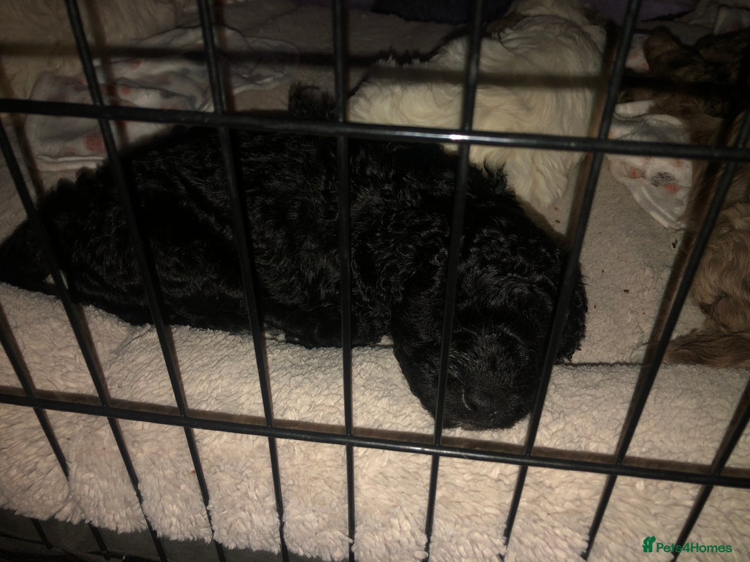 Cockapoo dogs for sale: Cockerpoo f1b puppies for sale  - Image 7