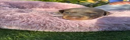 Miniature Dachshund dogs for sale: Gorgeous KC Miniature Dachshund Puppies last 3 - Advert 21