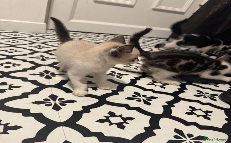 Domestic Shorthair cats - Advert 1