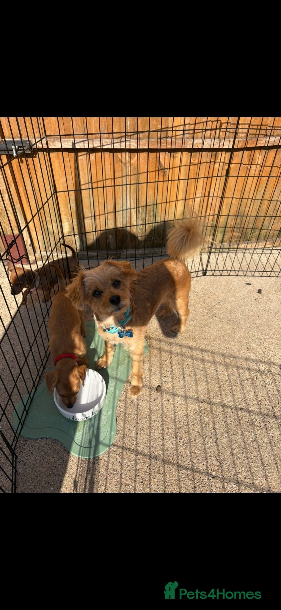 Mixed Breed dogs Miniature Daschunds x pommapoo puppies - Advert 12