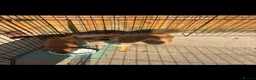 Mixed Breed dogs for sale: Miniature Daschunds x pommapoo puppies - Advert 3