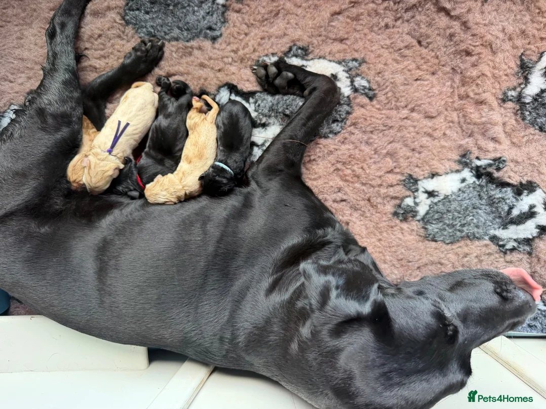 Labrador Retriever dogs for sale: 🐾 Outstanding KC Labrador pups Top Health Tested in Newton Abbot - Advert 8