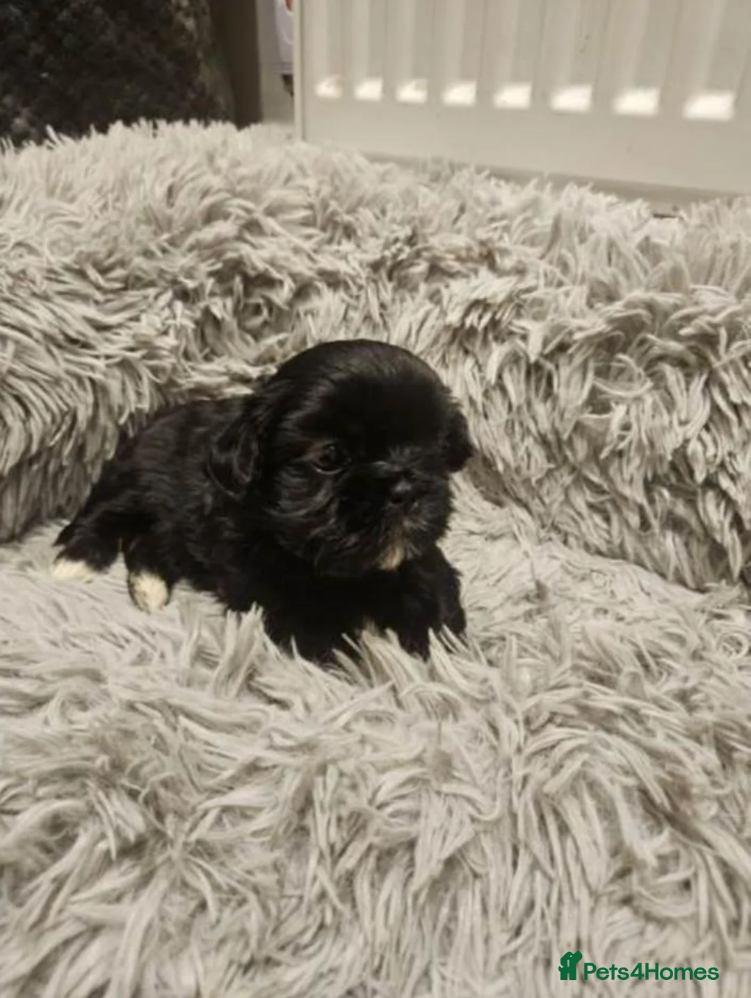 Shih Tzu dogs for sale: Gorgeous Shih Tzu Puppies – 2 Boys & 1 Girl  in London - Advert 7