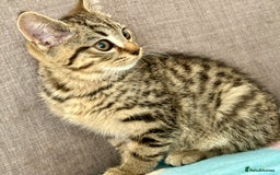 Bengal cats for sale: Gorgeous bengal boy for sale READY NOW!!! - Image 5