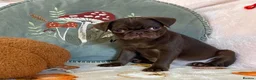 Pug dogs for sale: Beautiful chocolate PUG puppies ❤️ Ready Now ❤️ - Advert 22