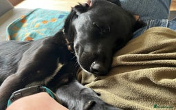 Mixed Breed dogs for sale: 1 year old cocker x collie male  - Image 2
