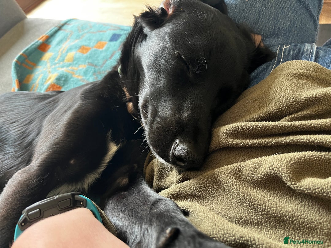 Mixed Breed dogs for sale: 1 year old cocker x collie male  - Image 2