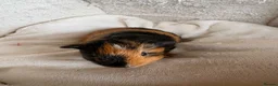 Guinea Pig rodents for sale: Beautiful and friendly guinea pig babies  - Advert 21