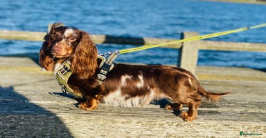 Miniature Dachshund dogs Hondo available for Stud in Liverpool - Advert 14