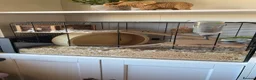 Hamster rodents for sale: Female Syrian Hamster & Full Setup - Advert 2