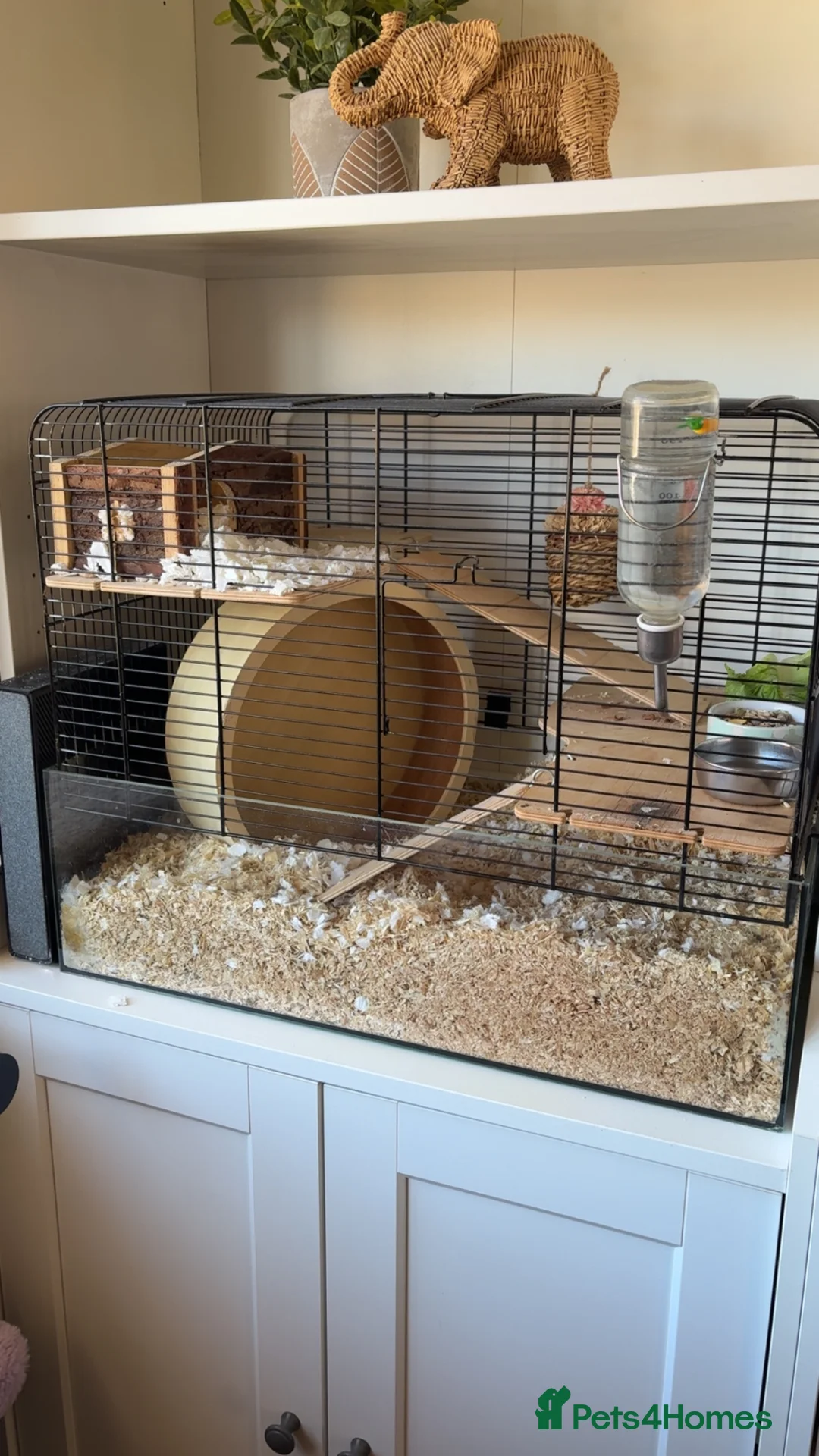 Hamster rodents for sale: Female Syrian Hamster & Full Setup - Advert 2