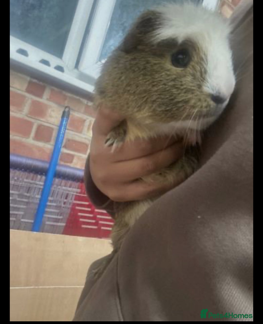 Guinea Pig rodents for sale: 2 male guinea pigs with cage+extras included  - Advert 4