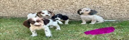 Cocker Spaniel dogs for sale: Cocker spaniel puppies in Llanelli - Advert 9