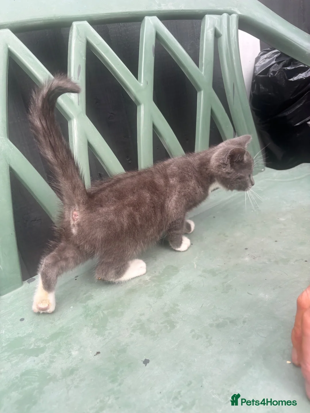 Mixed Breed cats for sale: British Blue x Scottish Fold/ragdoll - Advert 9