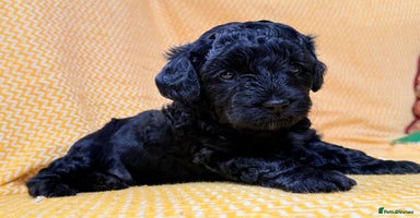 Schnoodle dogs - Advert 6