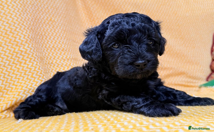Schnoodle dogs - Advert 2