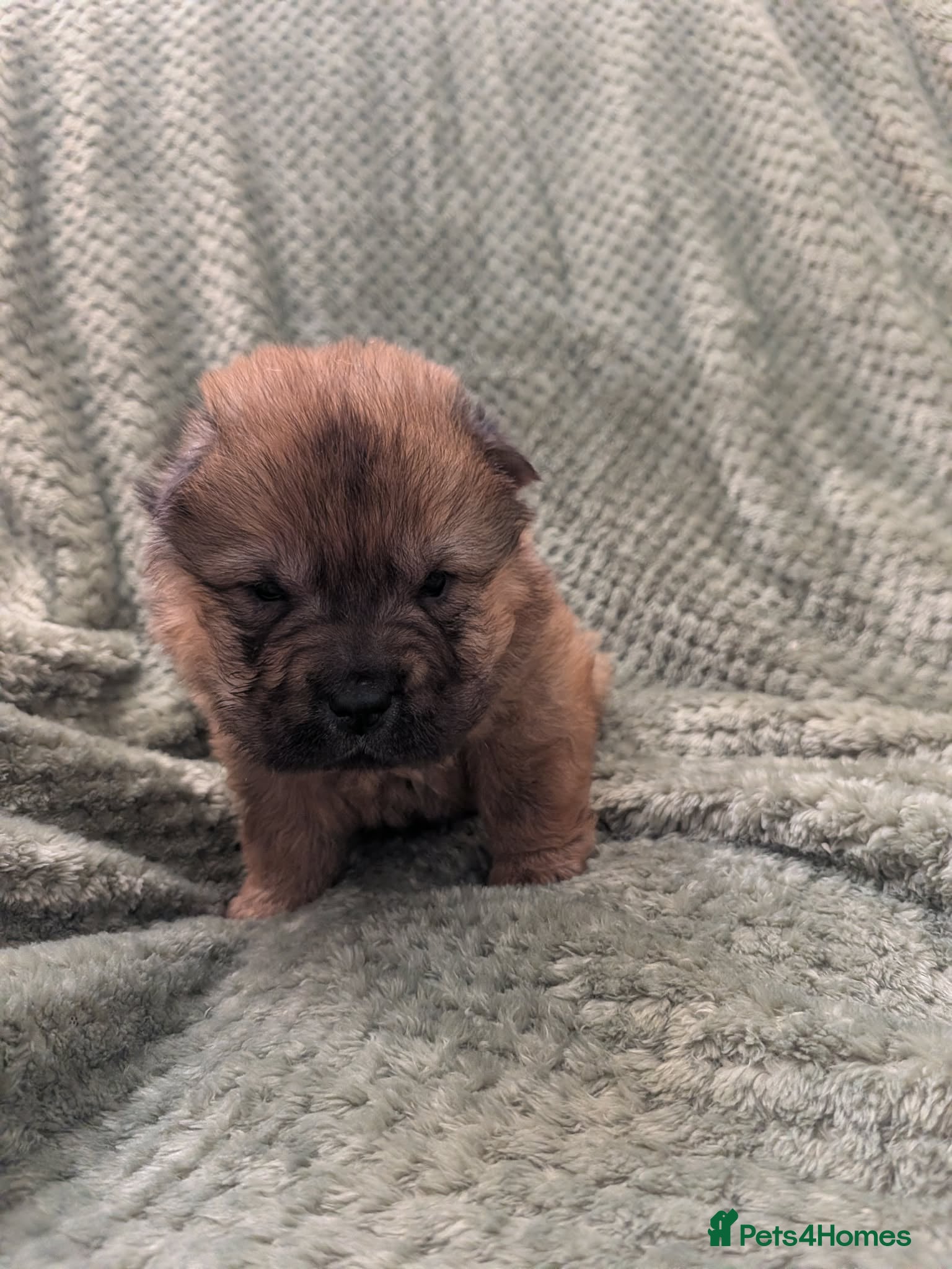 Shar Pei dogs Beautiful litter of Shar Pei Puppies - Advert 12