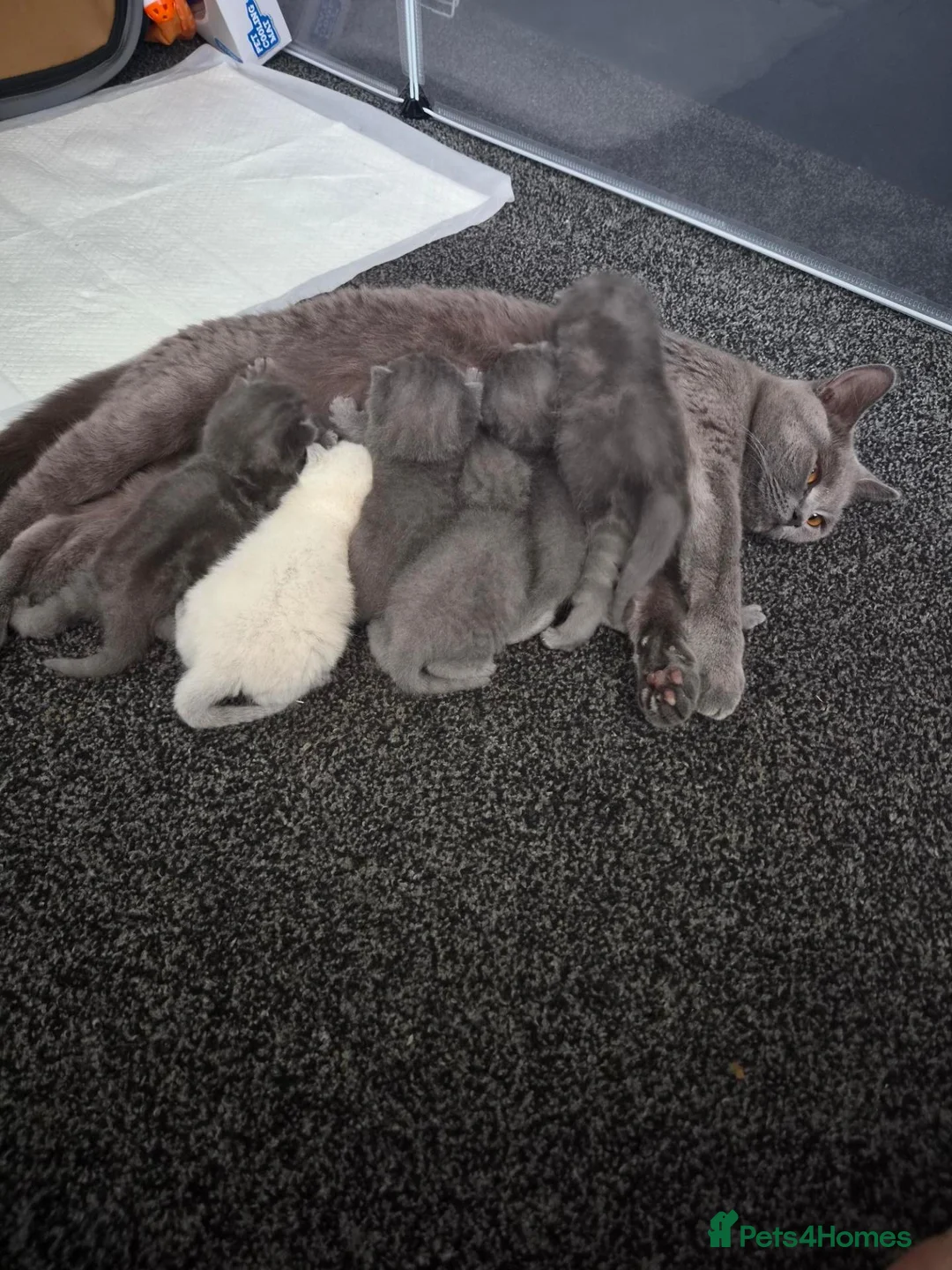 British Shorthair cats for sale: 6 Beautiful BSH Kittens - Advert 20