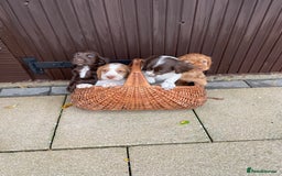 Cocker Spaniel dogs for sale: Cocker spaniel puppies  - Advert 2