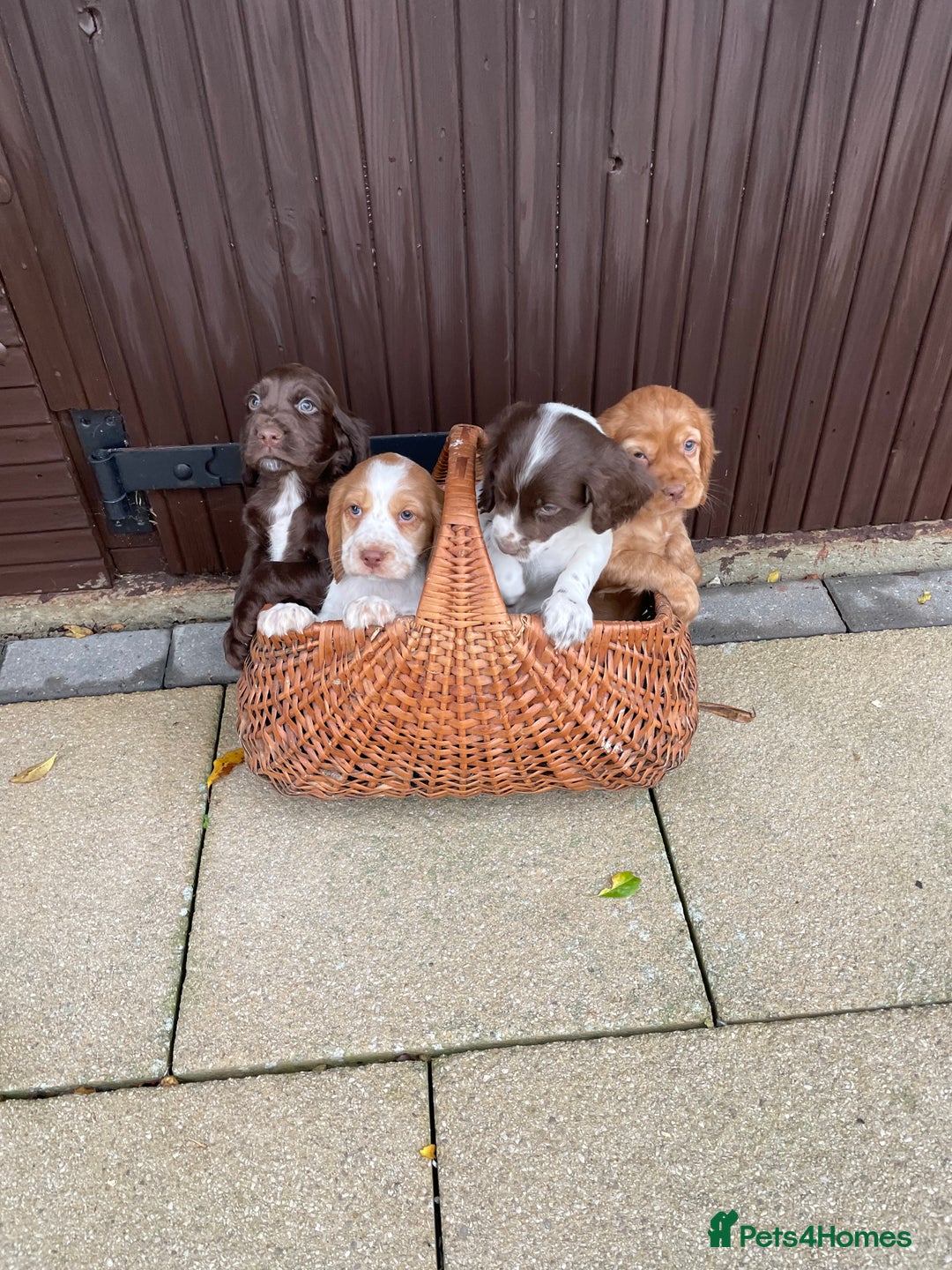 Cocker Spaniel dogs for sale: Cocker spaniel puppies  - Advert 2
