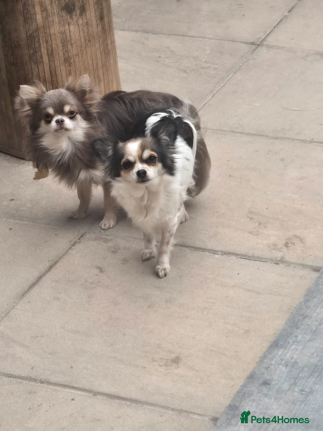 Chihuahua dogs for sale: Absolutely beautiful chihuahua puppies - Advert 2