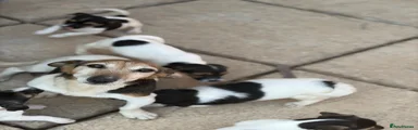 Jack Russell 1