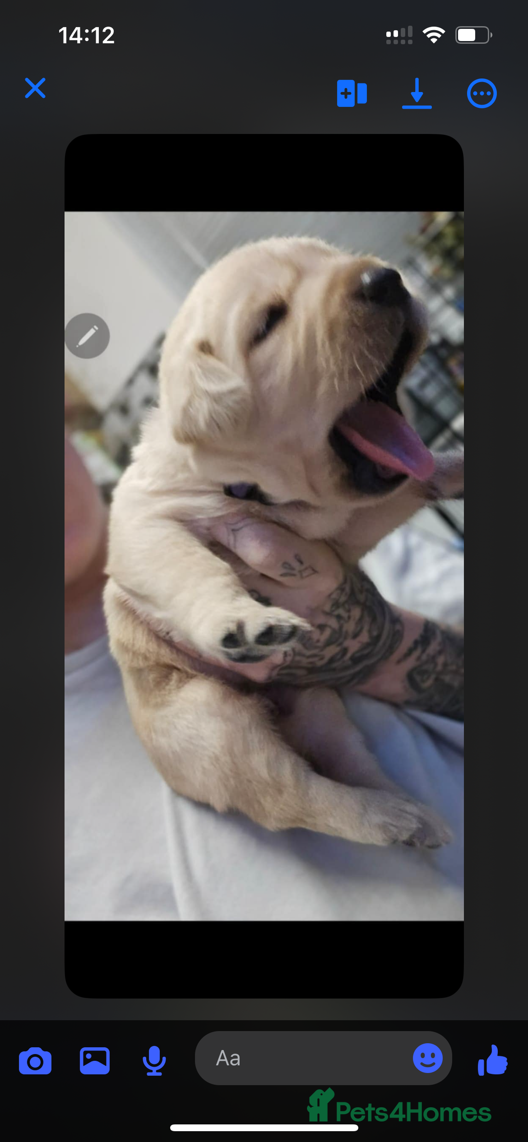 Labrador Retriever dogs for sale: 3 Beautiful Labrador Girls - Advert 2