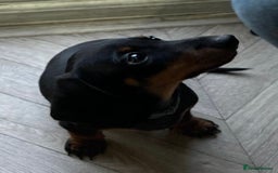 Miniature Dachshund dogs for sale: Miniature Daschunds  - Image 27