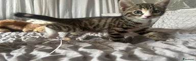 Kitten 2