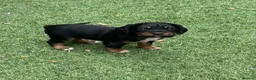 Cocker Spaniel dogs for sale: Beautiful working cocker spaniel puppies - Advert 6