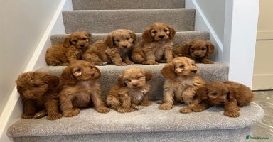 Cockapoo dogs - Advert 12