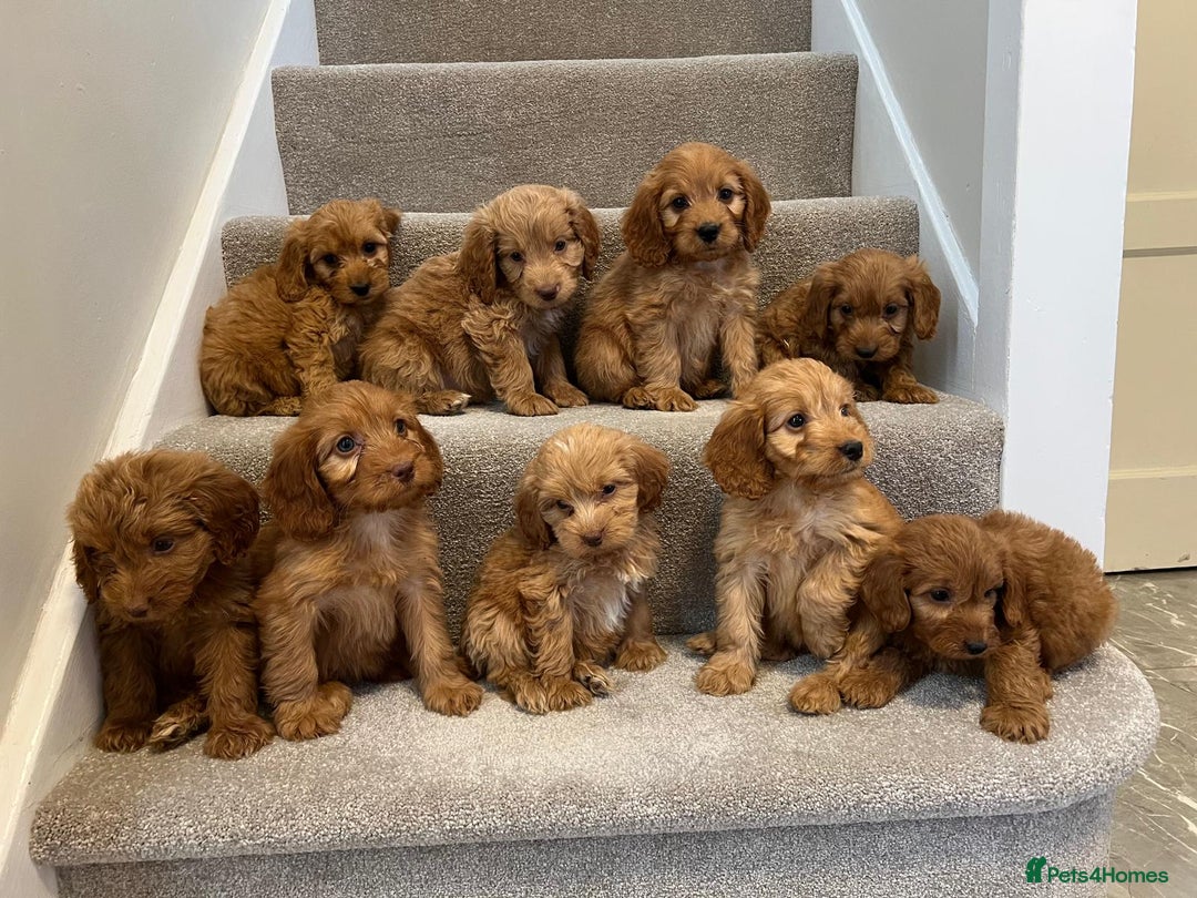 Cockapoo dogs for sale: Cockapoo puppies ready now  - Image 2