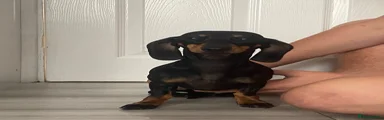 Miniature Dachshund 