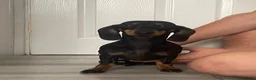 Miniature Dachshund dogs for sale: Miniature dachshund - Advert 1
